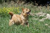 NORWICH TERRIER 011